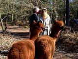 Alpacadating®