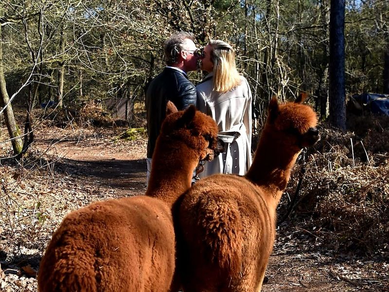 Alpacadating®